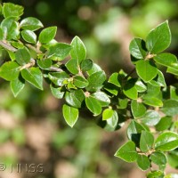 Himalayan Cotoneaster